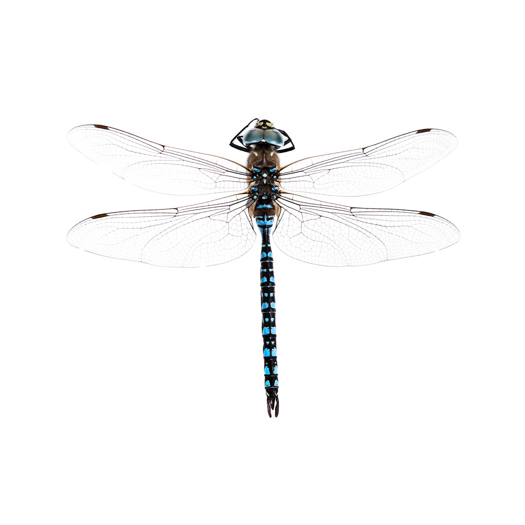 Dragonfly von DarrenMower - Kunstdrucke