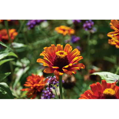 Pickin Wild Flowers - Wrapped Canvas Painting