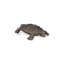 Figurine turtle Feld