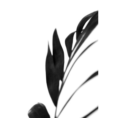 Black Palms III