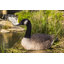 Garden Statues Sitting Canadian Goose Garden Statue