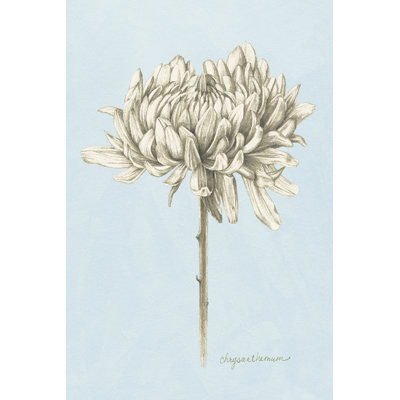 Graphite Botanical Study II by Grace Popp - Wrapped Canvas Print