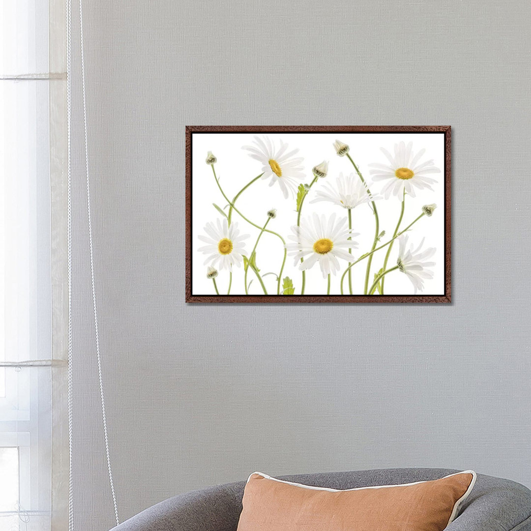 Ox Eye Daisies by Mandy Disher - Print on Canvas