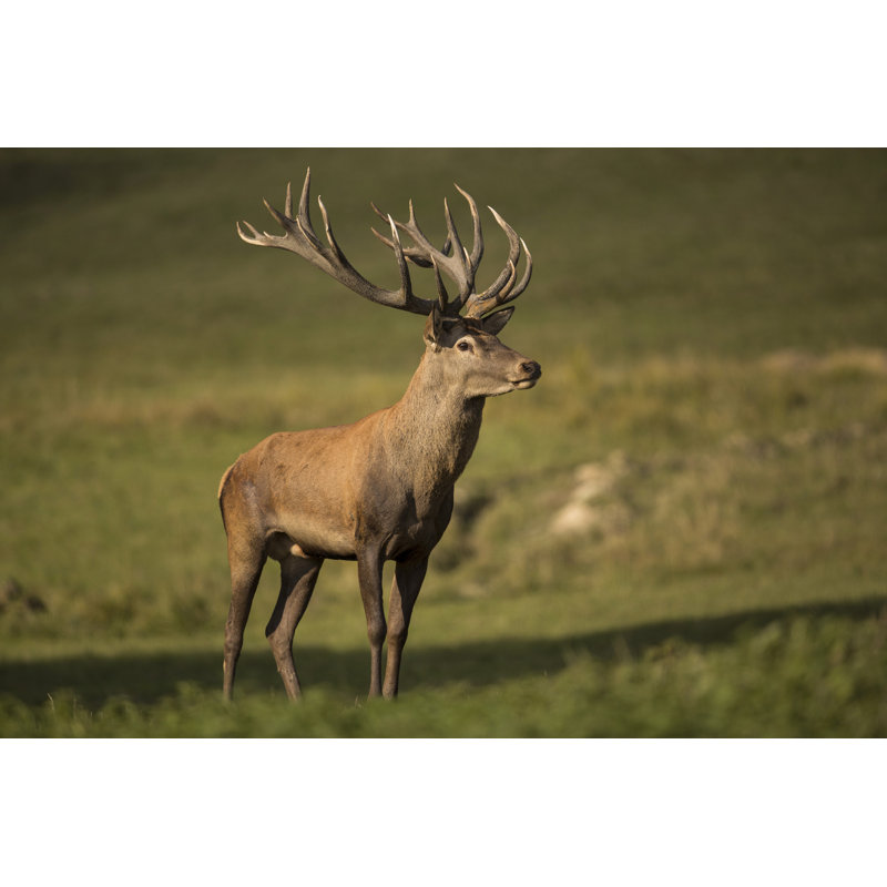 European Red Deer by Photocech - Wrapped Canvas Print, 81cm H x 122cm W