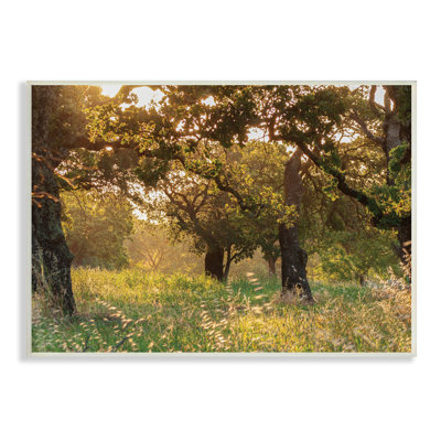 Été, soleil, forêt, arbres, hautes herbes sauvages - photographie