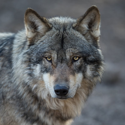 " Loup Gris - Gray Wolf " by Ab Photography