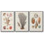 Knorr Shells & Coral I, ensemble de 3 toiles encadrées sur toile-97792423-97792422