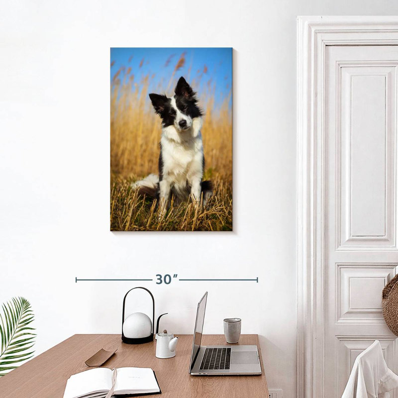 Curious Border Collie, 30" H x 20" W