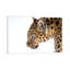 Big Cat by David Gardiner - Print on Canvas-1850294720-1850294727