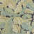 Privet