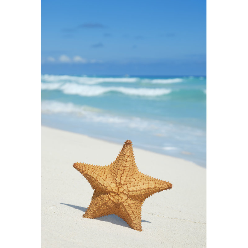 Starfish On Beach - Wrapped Canvas Print, 46cm H x 30cm W x 3.8cm D