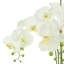 Arrangement floral orchidées dans un pot