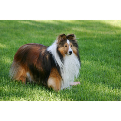 Adorable Sable Sheltie by Angelamedler