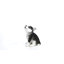 CHIOT SIBERIEN HUSKY PUPPY