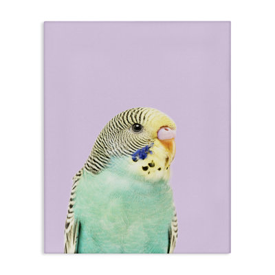Pastel Budgie Bird Canvas Wall Art by Sisi and Seb