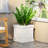 MGO PLANTER