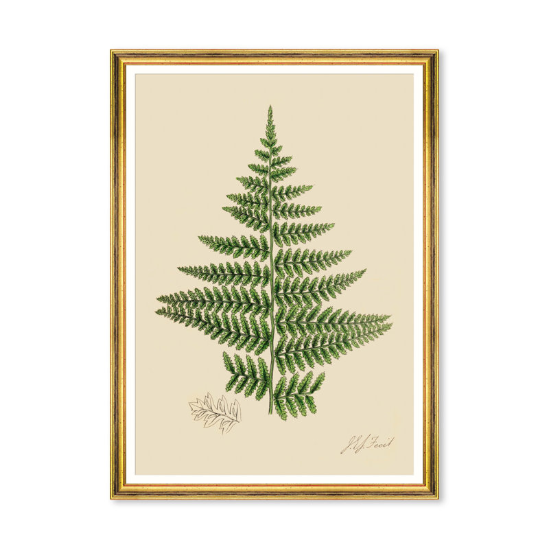 FERNS IV 
