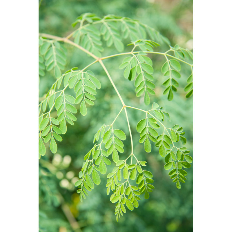 Moringa Oleifera par Rajeshbac - Photographie sur toile tendue, H 30 po x l 20 po
