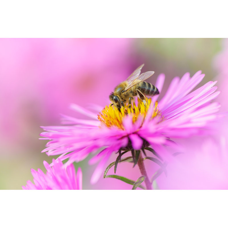 Bee On Michaelmas Daisy by Branca_escova - Wrapped Canvas Print, 81cm H x 122cm W x 3.8cm D