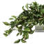 Ricka Faux Ivy Plant in Glass Pot
