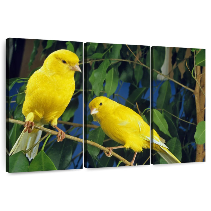 Canari Brampt, H 24 po x l 38 po