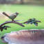Bain d'oiseaux Friedewald-644874592
