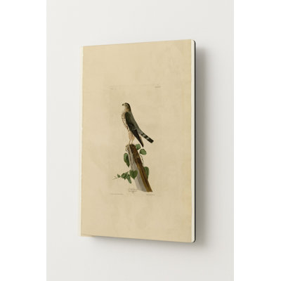 Le Petit Caporal (Pigeon Hawk / Merlin) — Portrait Art mural en métal