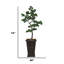 Bonsaï artificiel 74 po dans un pot de fleurs en pierre noire / bronze