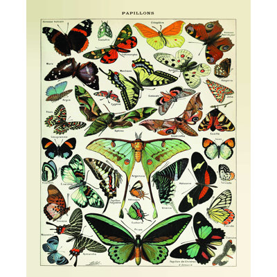 Papillons 1 - Impression sur toile tendue