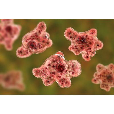 Kywaun " Brain-Eating Amoeba "