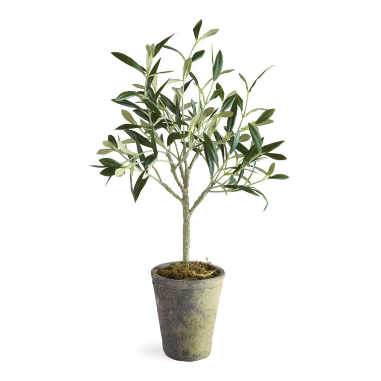 https://assets.wfcdn.com/im/13041556/resize-h755-w755%5Ecompr-r85/2422/242271733/Faux+Olive+Tree+Tree+in+Ceramic+Planter.jpg