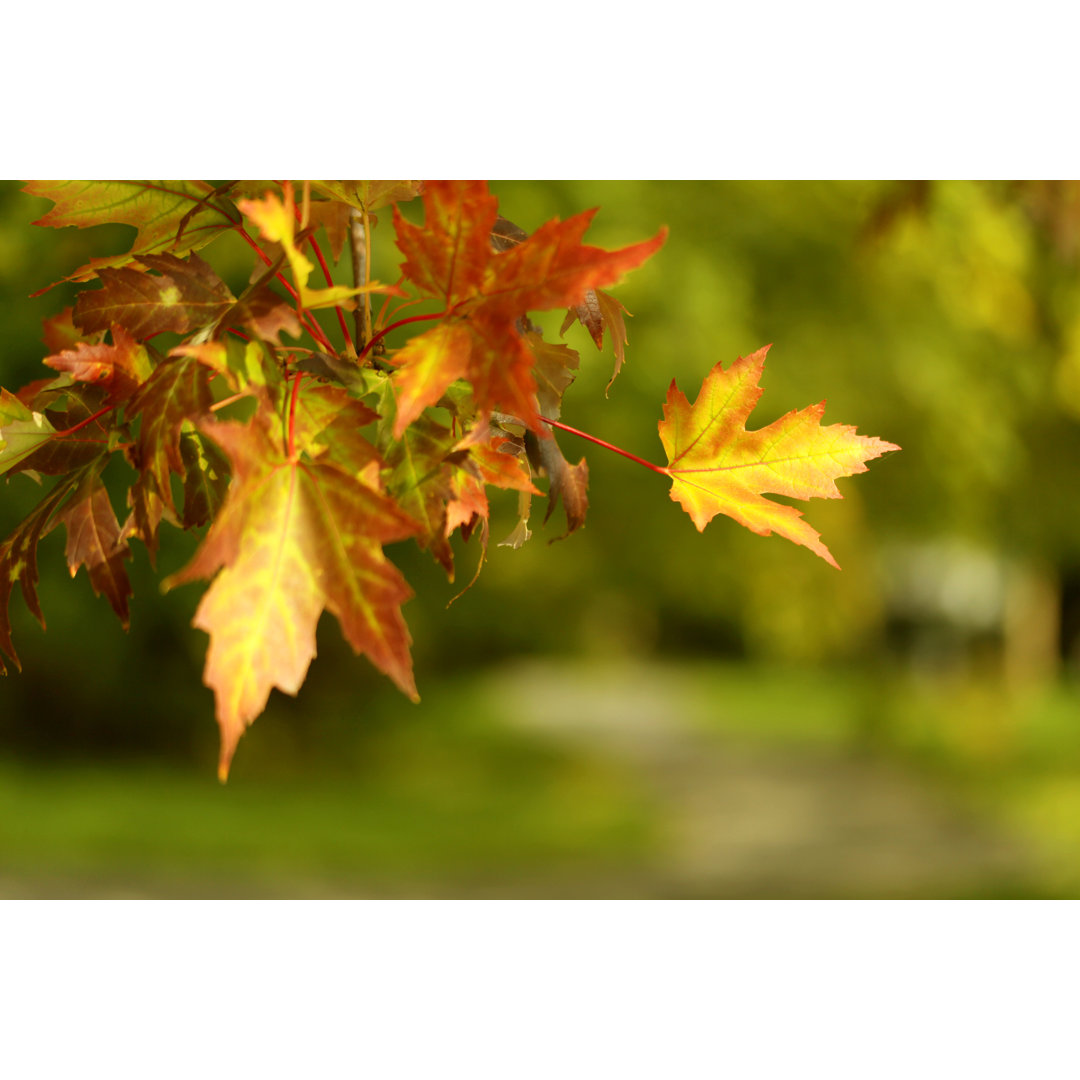 Autumn Maple Leaves von Hynci - Kunstdrucke auf Leinwand