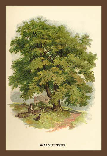 " Walnut Tree " by W.H.J. Boot, 42" H x 28" W x 1.5" D