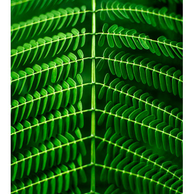 Branches de plantes vertes, lignes naturelles