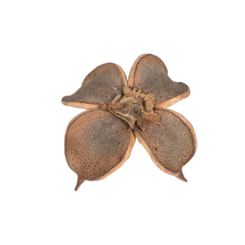 Preserved Cotton Arrangement