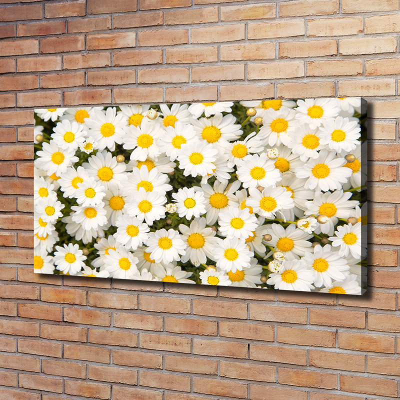 Daisies - Wrapped Canvas Print