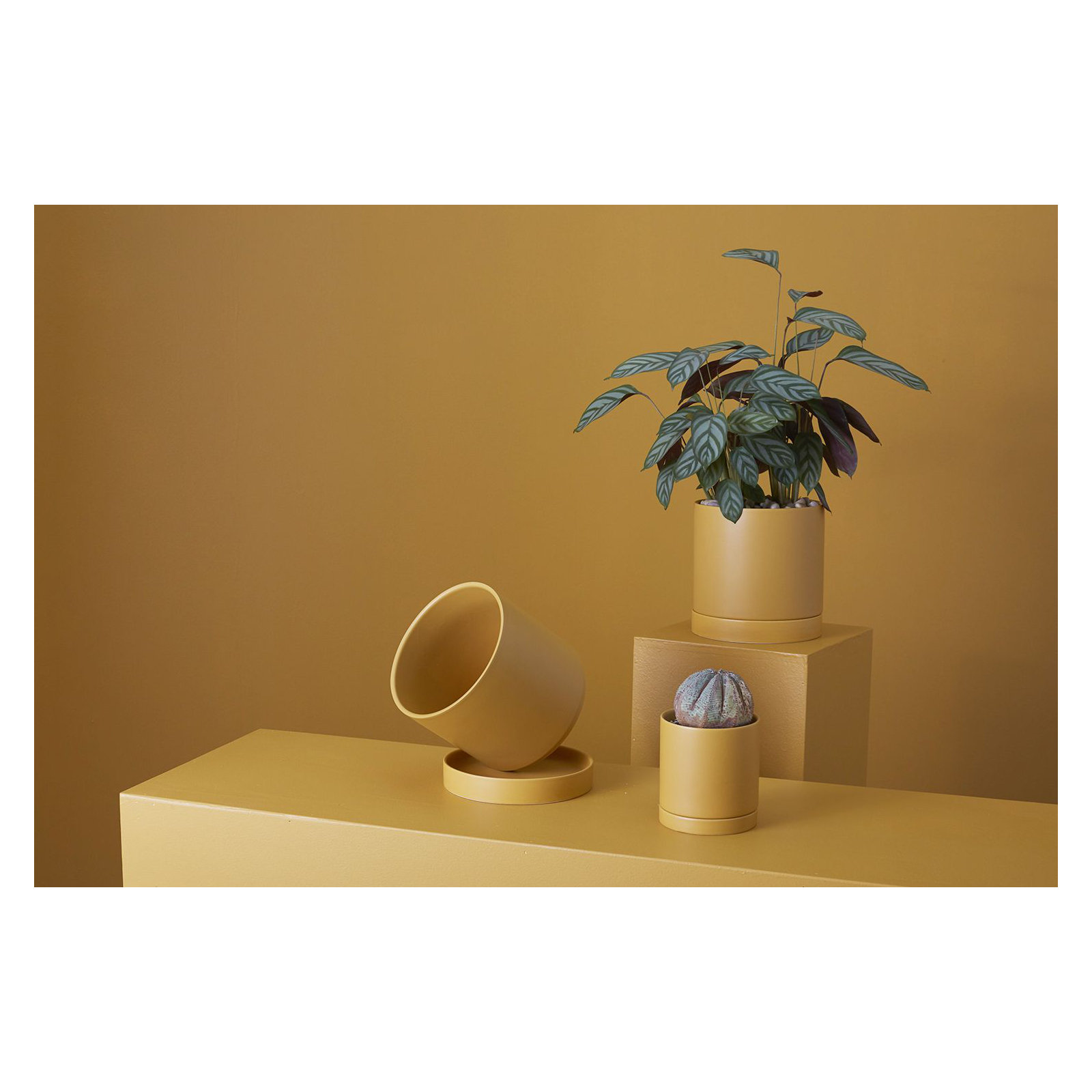 Carlotta Ceramic Pot Planter, Ochre, 4.75" H x 4.25" W x 4.25" D