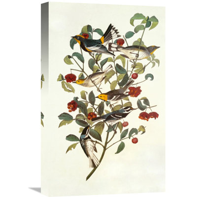 " Audubon "