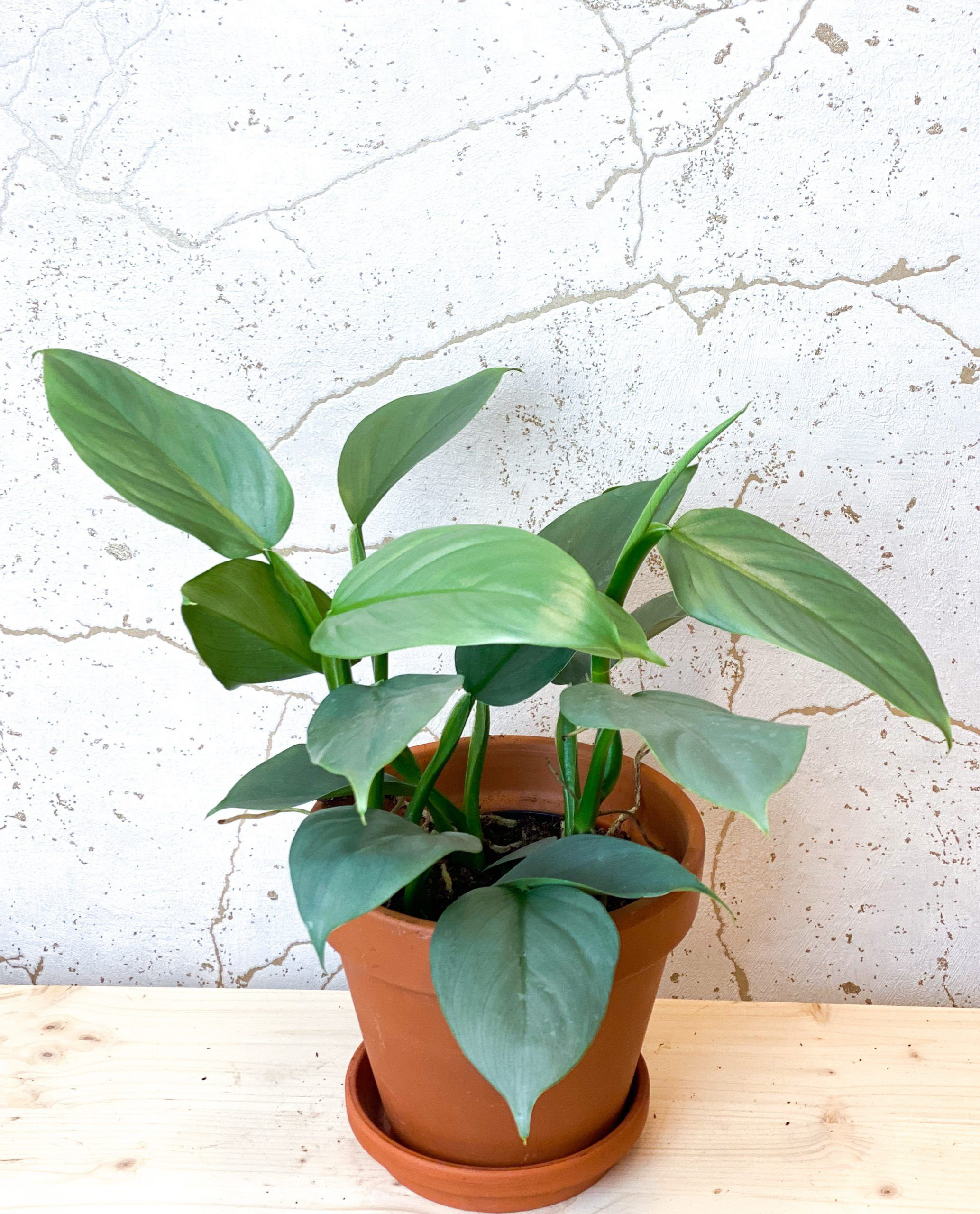 Buy online Pothos Epipremnum pinnatum albo variegata in 4 pot