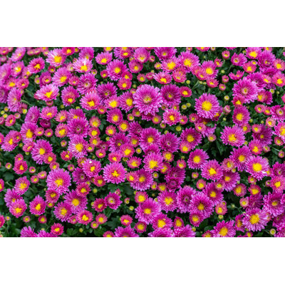 Chrysanthemum Blossom - Photographie sur toile tendue