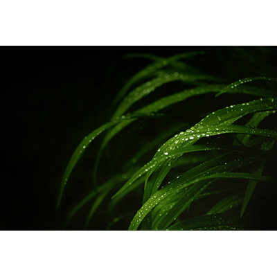 Green Leaves with Raindrops by Magdasmith