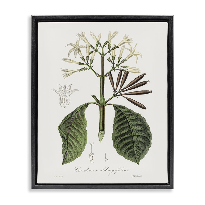 Cadre flottant rétro Vintage Flora Study, design par CAD Designs, Cadre flottant noir de jais, 21" H x 17" W