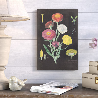 " Strawflower Chart " by Sue Schlabach