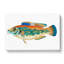 Striped Bass Fish by Edward Donovan - Wrapped Canvas-55318217