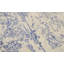 Oriental Area Rug