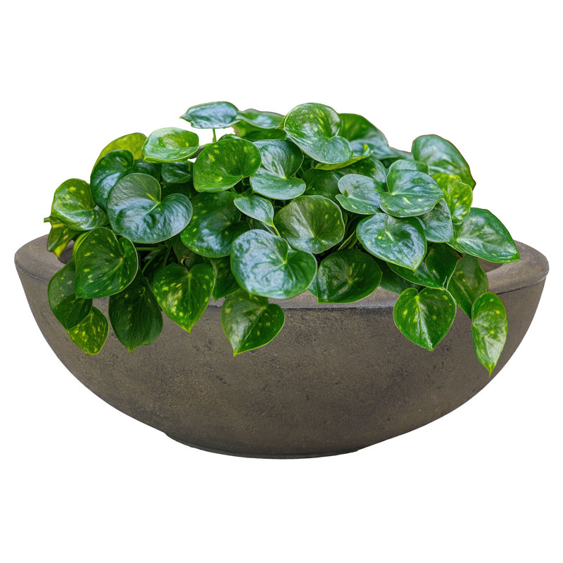 Pot de fleurs rond en polyrésine pour l'extérieur 20,75 po x 20,75 po x 11,5 po Ascend, 1, Brun