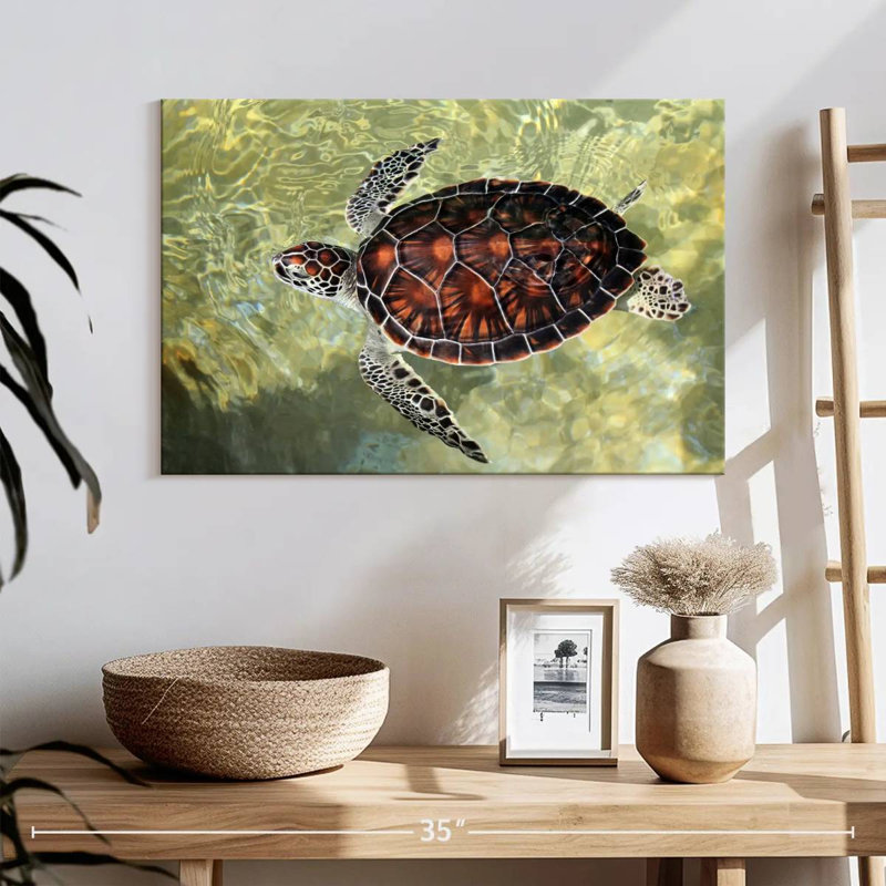 Tortue Bramman Cayman, H 16 po x l 24 po