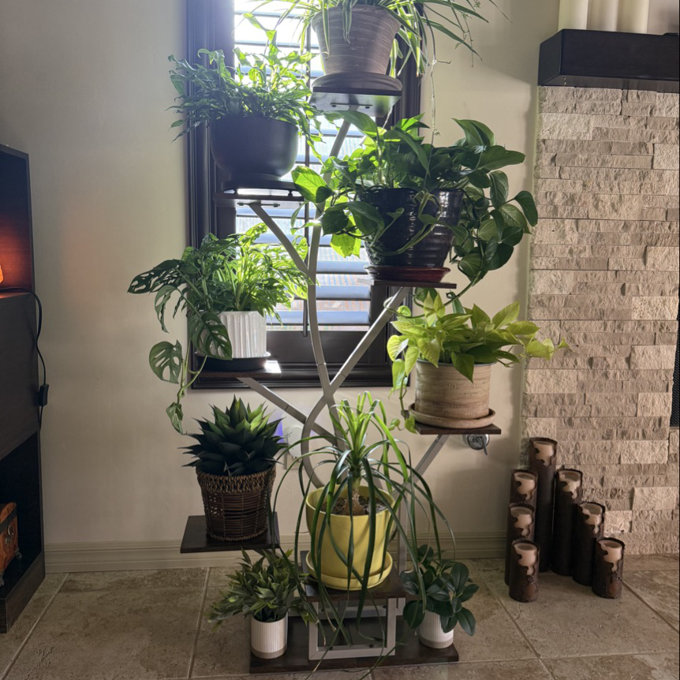 little swiss monstera Swiss Cheese Monstera Hanging Basket: Unique Hanging Vine with Fenestr –  Altman Plants main image 0