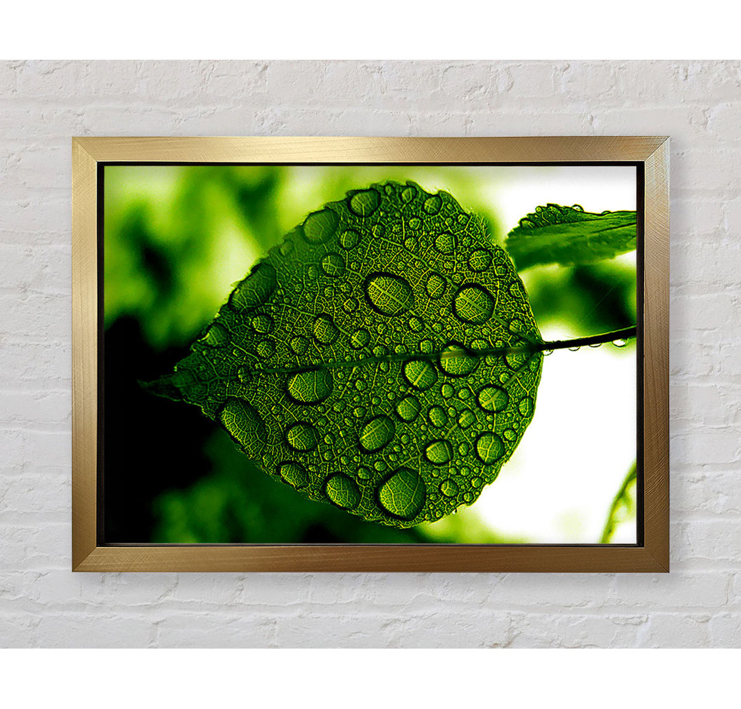 Morning Dew Leaf - Druck - Einzelner Bilderrahmen Kunstdrucke