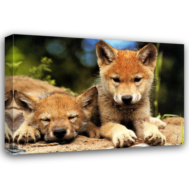 Spring Wolf Pups, H 17 po x l 24 po
